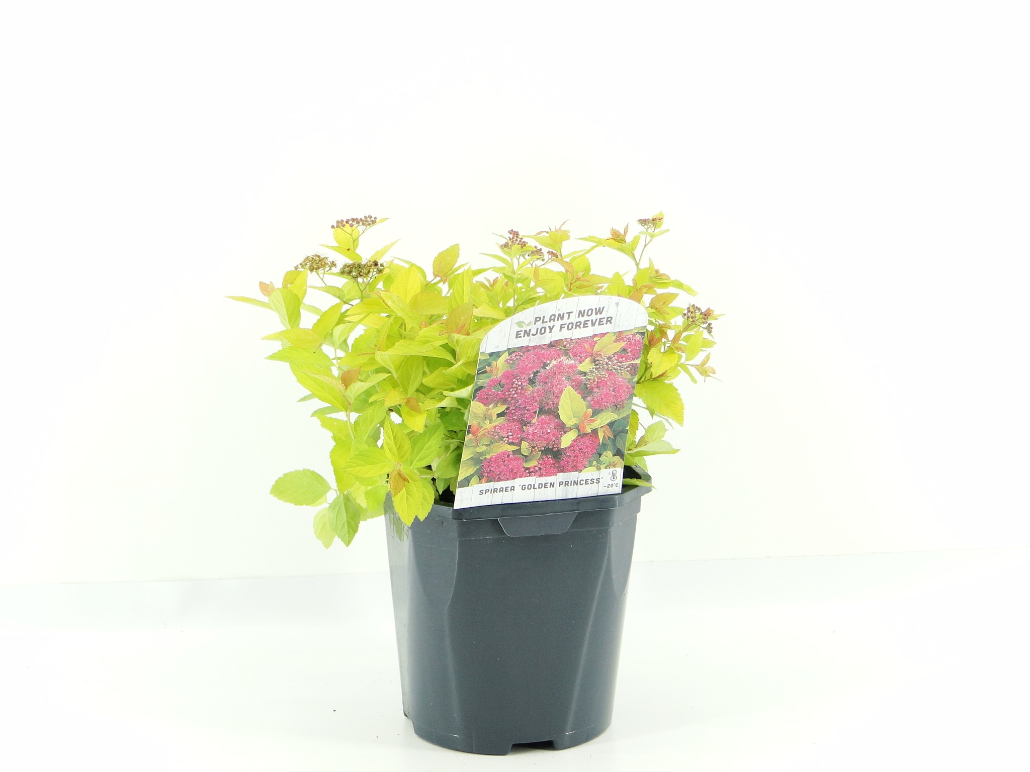 Picture of Spiraea jap. Golden Princess