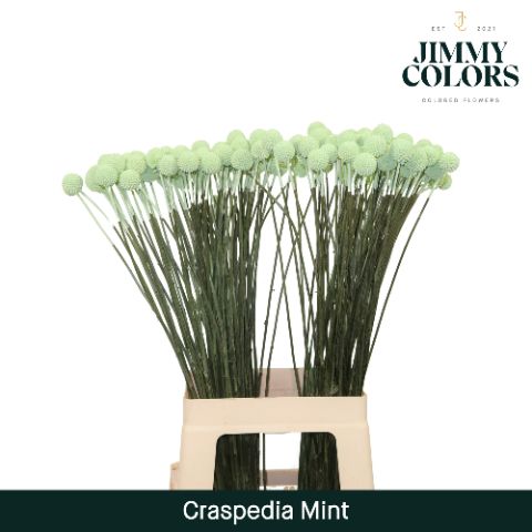 Craspedia L70 Mint Groen