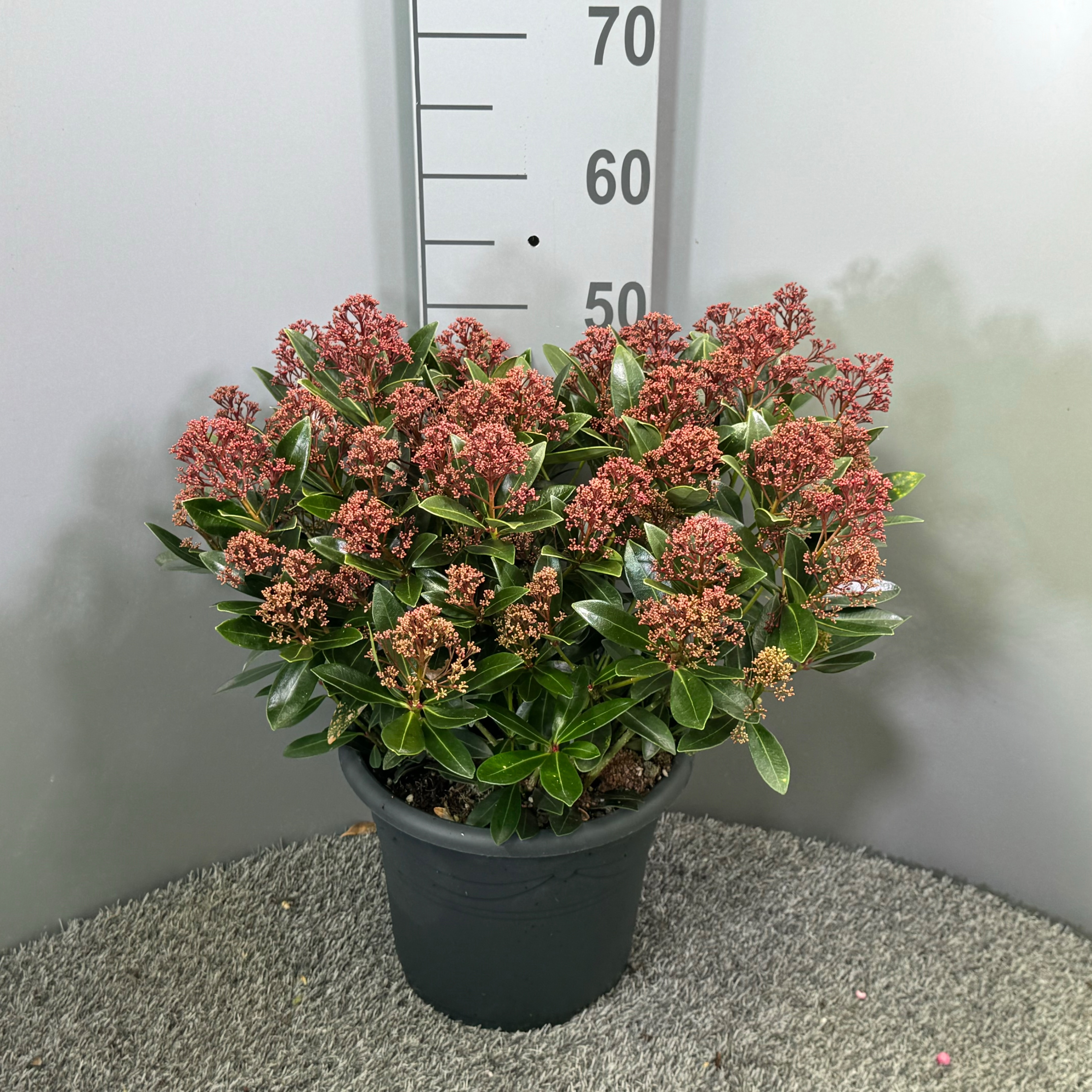 Picture of Skimmia japonica Rubesta P26 (7.5 Ltr)