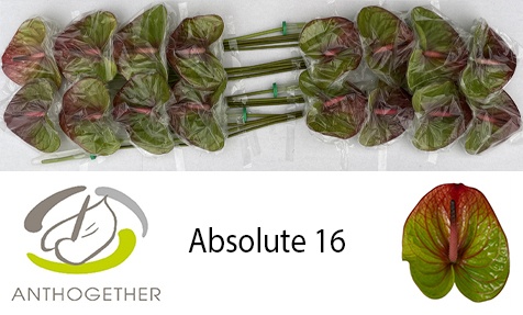 Anthurium Absolute 11Ø
