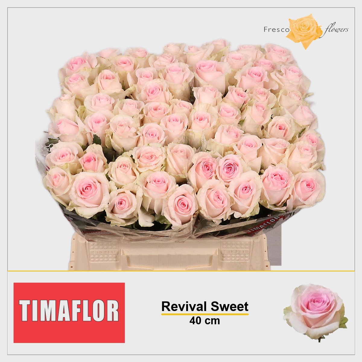 Rosa Revival Sweet 40cm