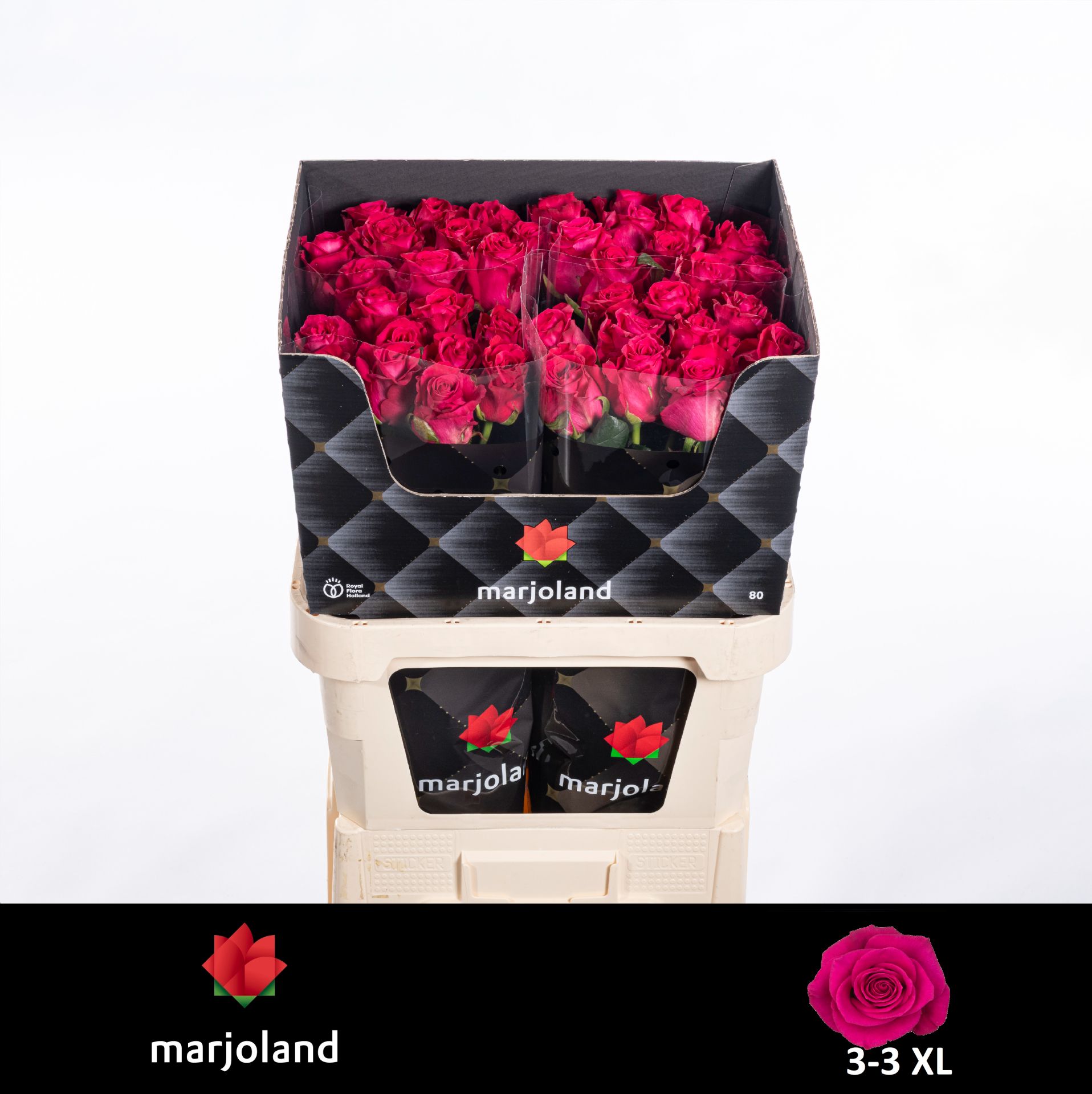 Rosa Xoch! 80cm