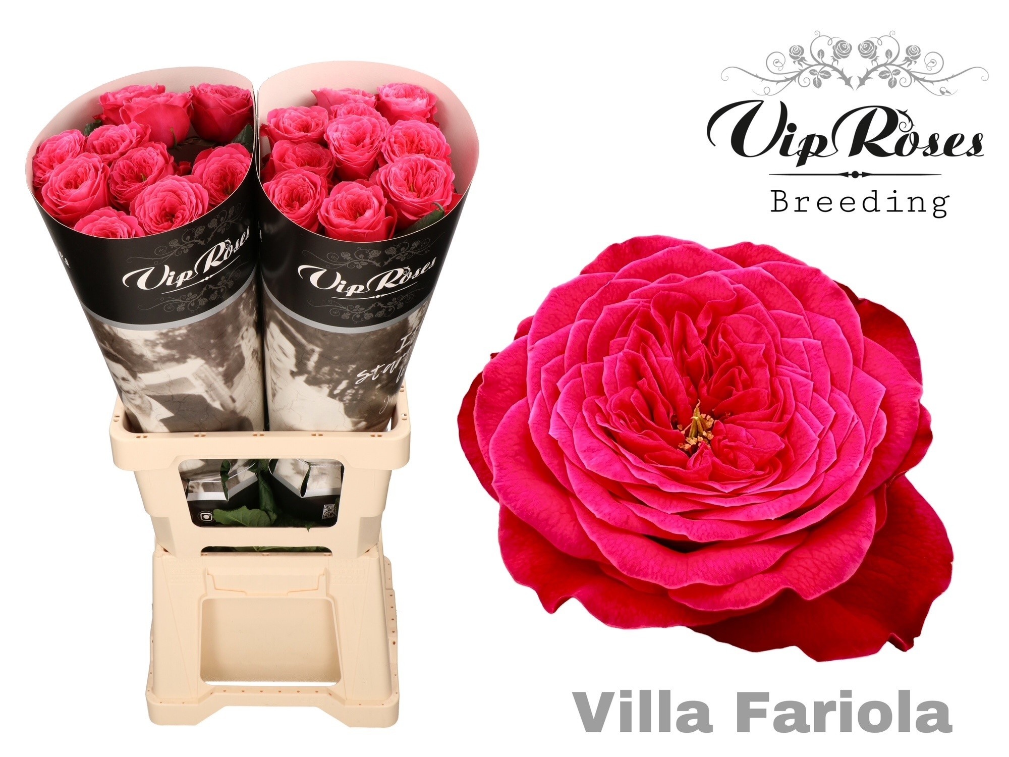 R Gr Villa Fariola