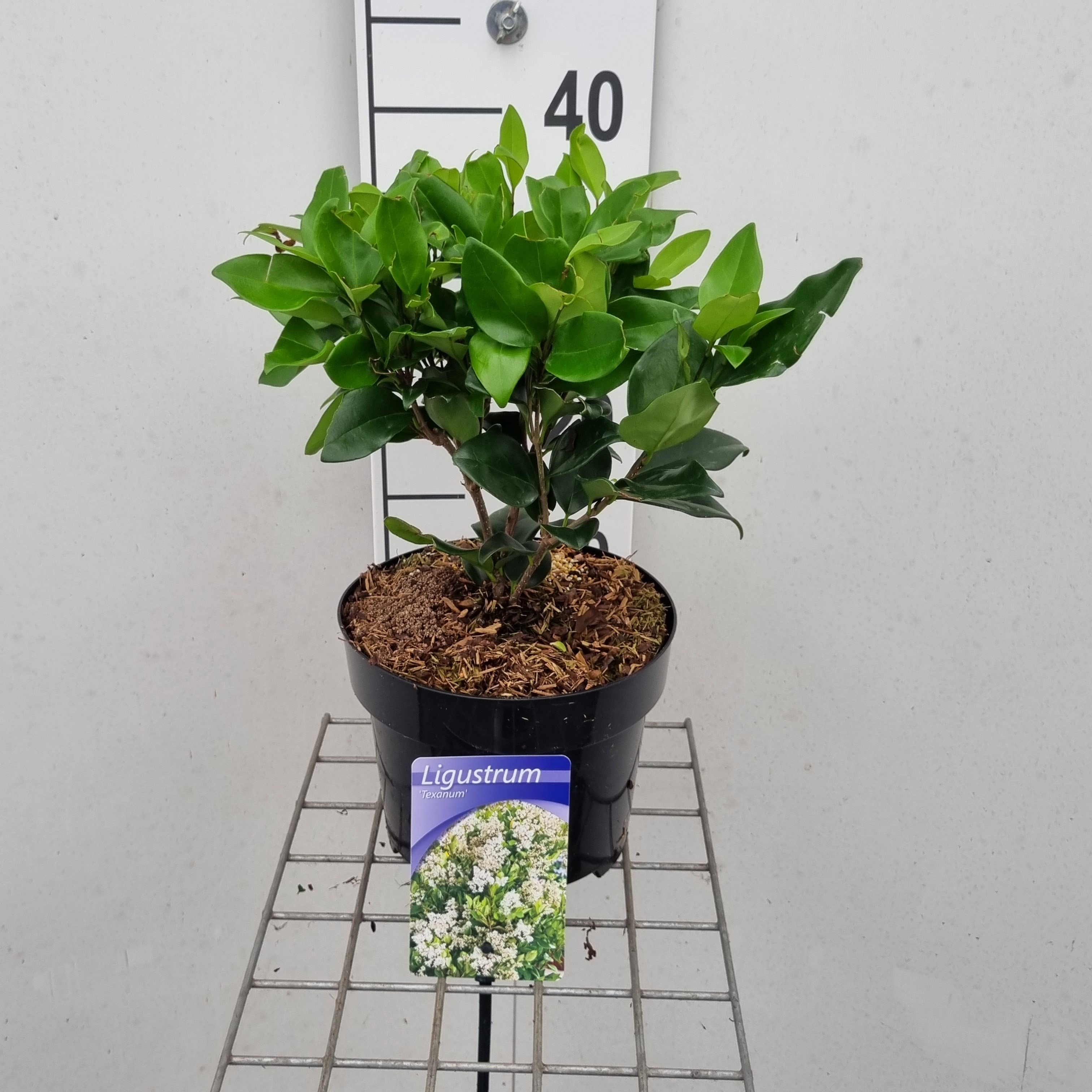 Picture of Ligustrum jap. Texanum P19 (3 Ltr) (LOOSE)