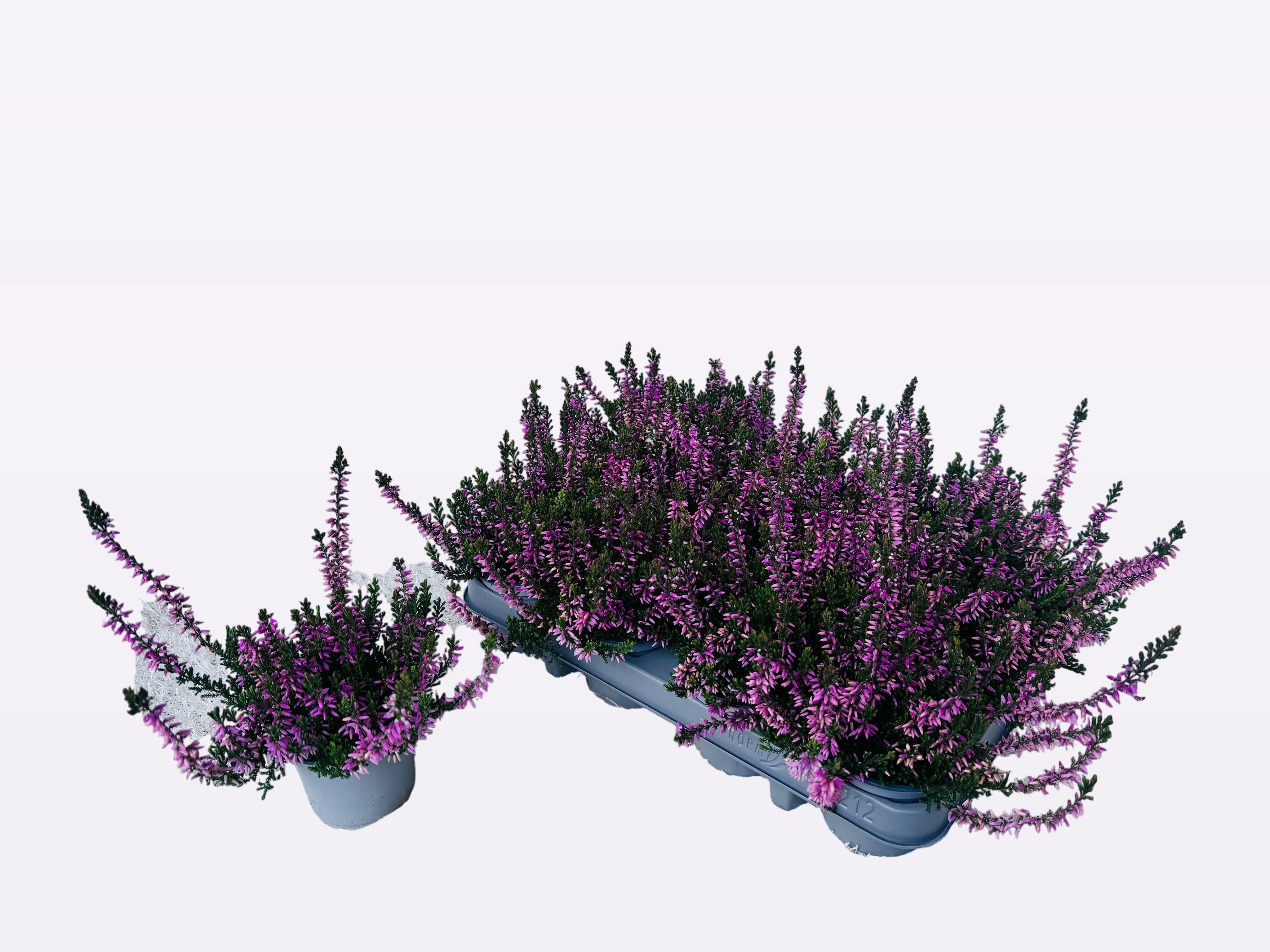 Calluna vulgaris WiBo's gemengd - Struikhei