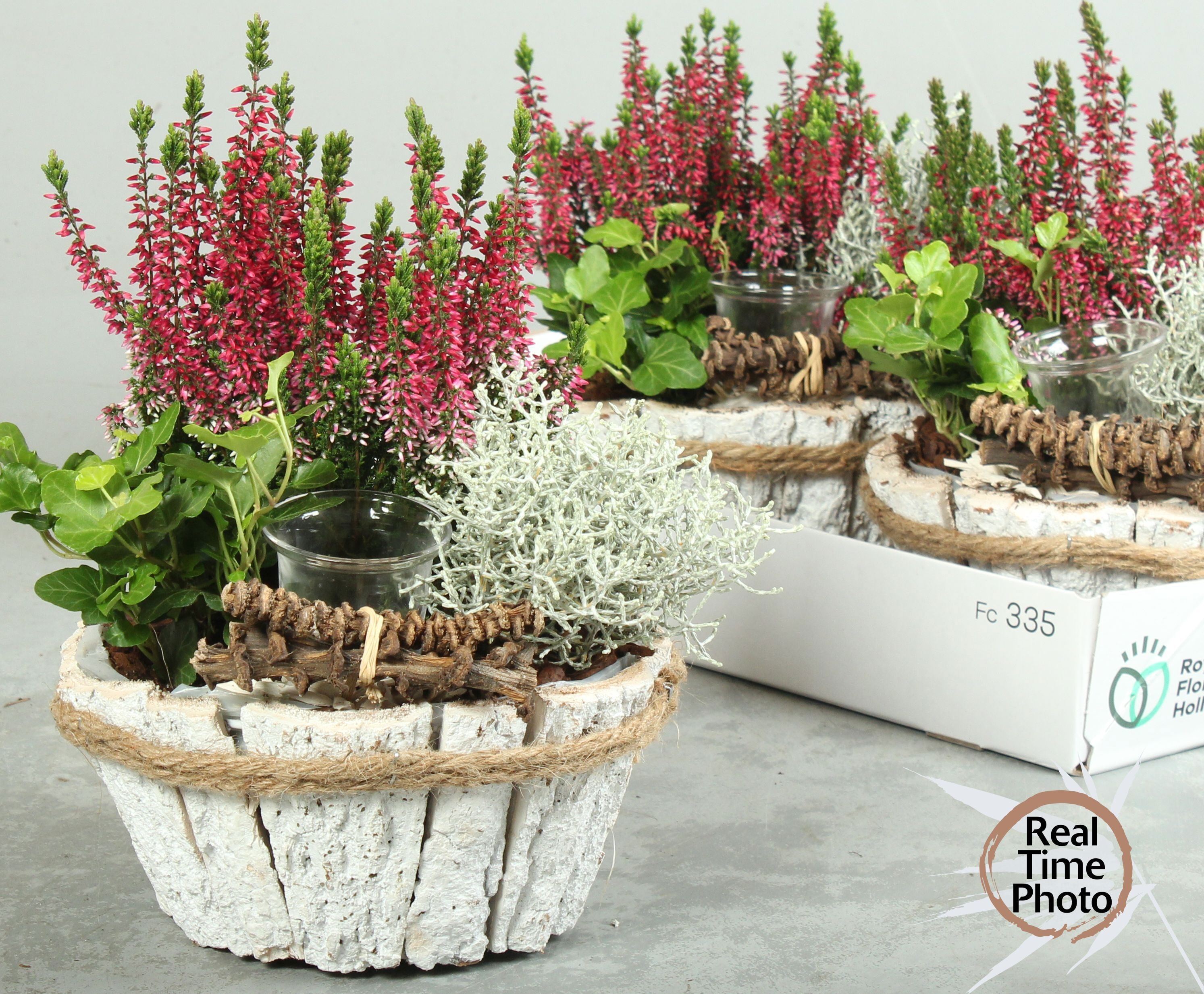 Arr Tuinplanten 20P 35cm