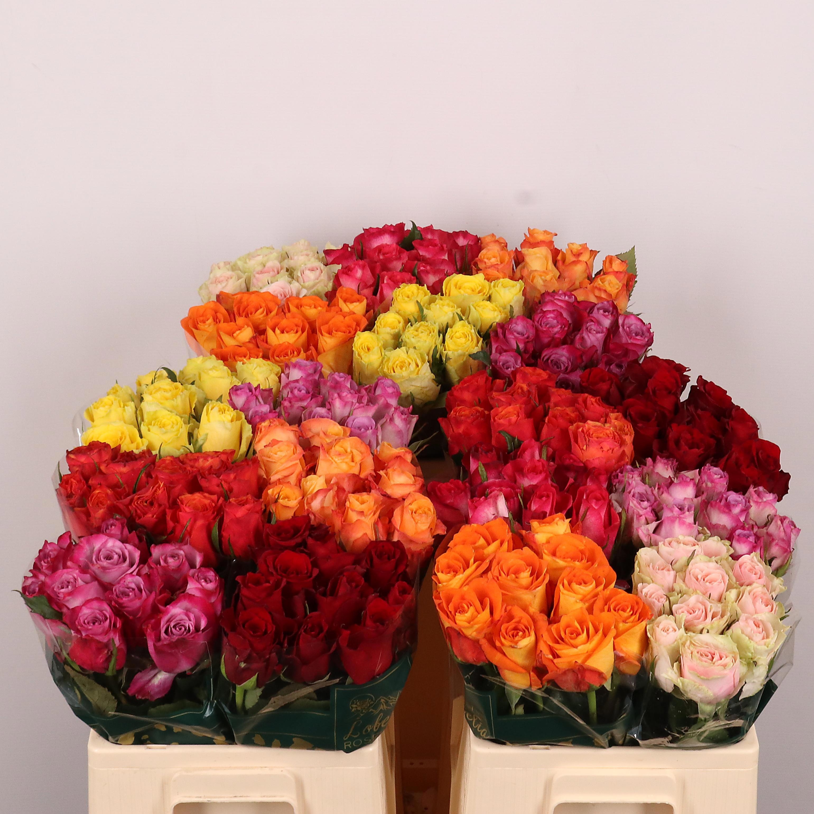 Rosa Mixed In Bucket 50cm