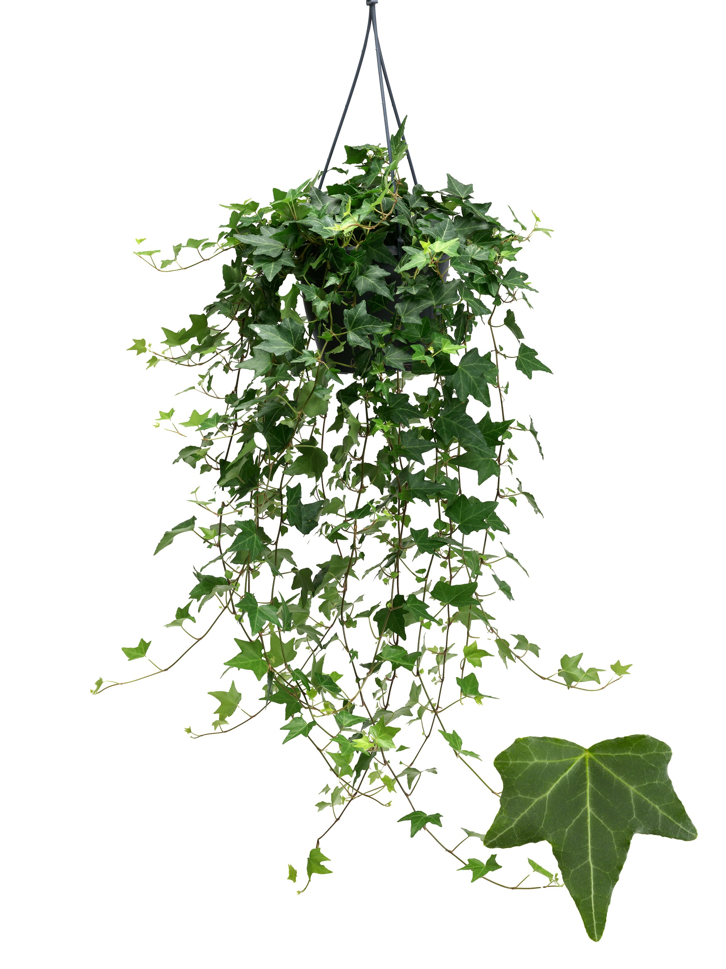 Hedera helix 'Pittsburgh' | Hamiplant