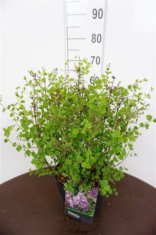 Picture of Syringa meyeri Palibin P29 (10 Ltr) (LOOSE)