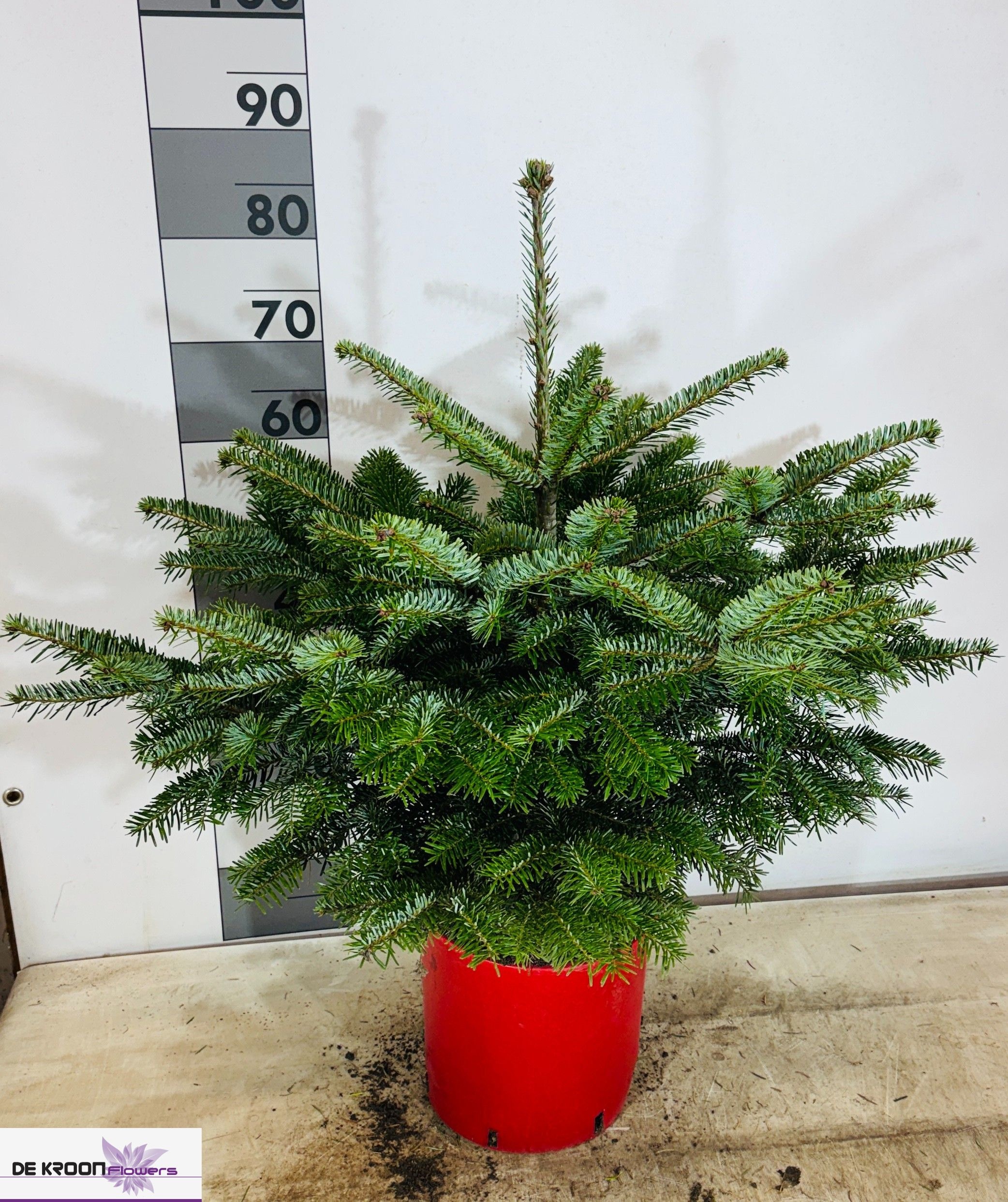 Abies Nordmanniana 22P 90H
