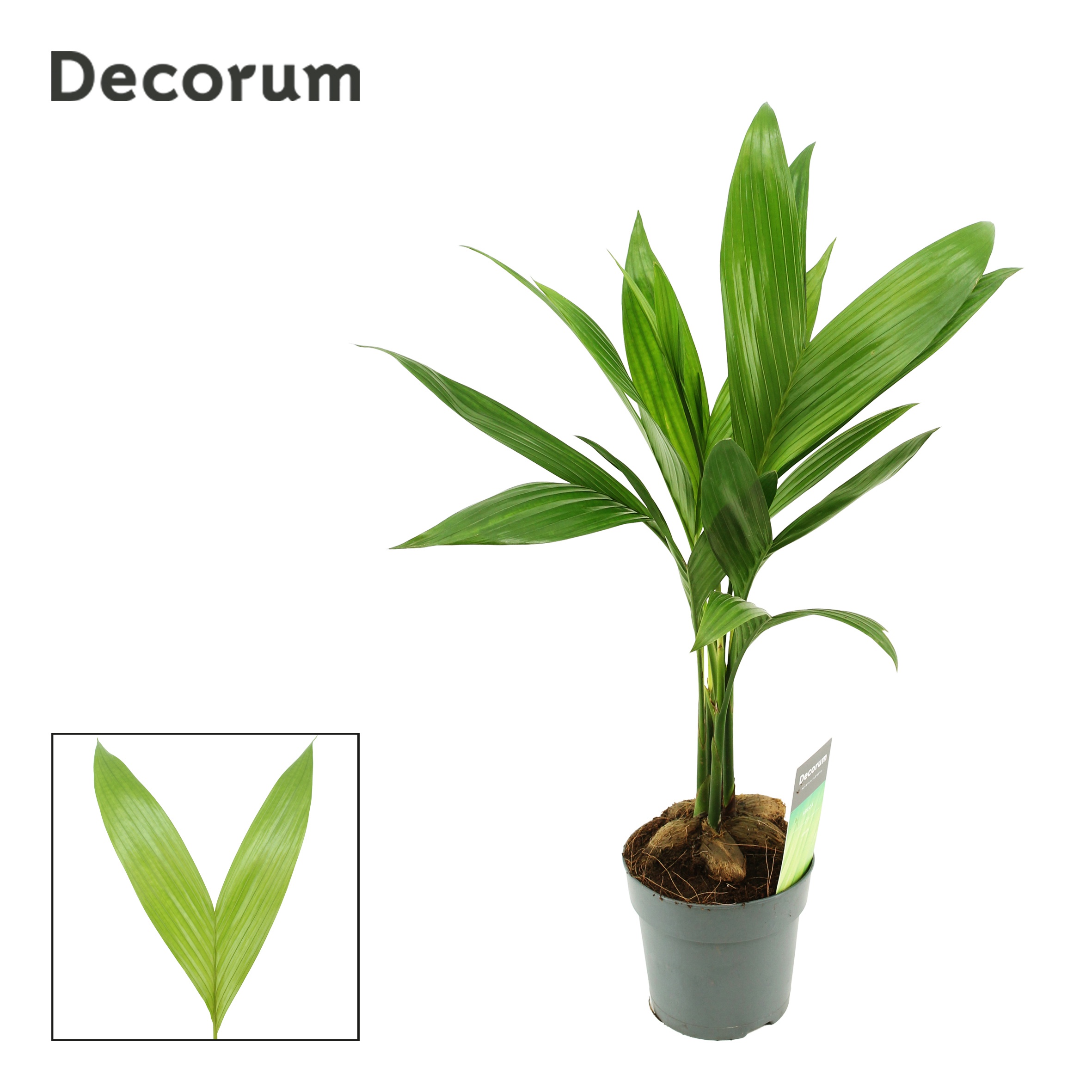 Areca catechu decorum