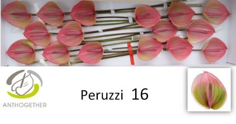 Anth A Peruzzi