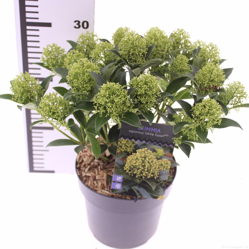 Picture of Skimmia jap. 'White Dwarf'