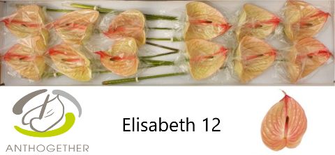 Anthurium Elizabeth Imp 13Ø