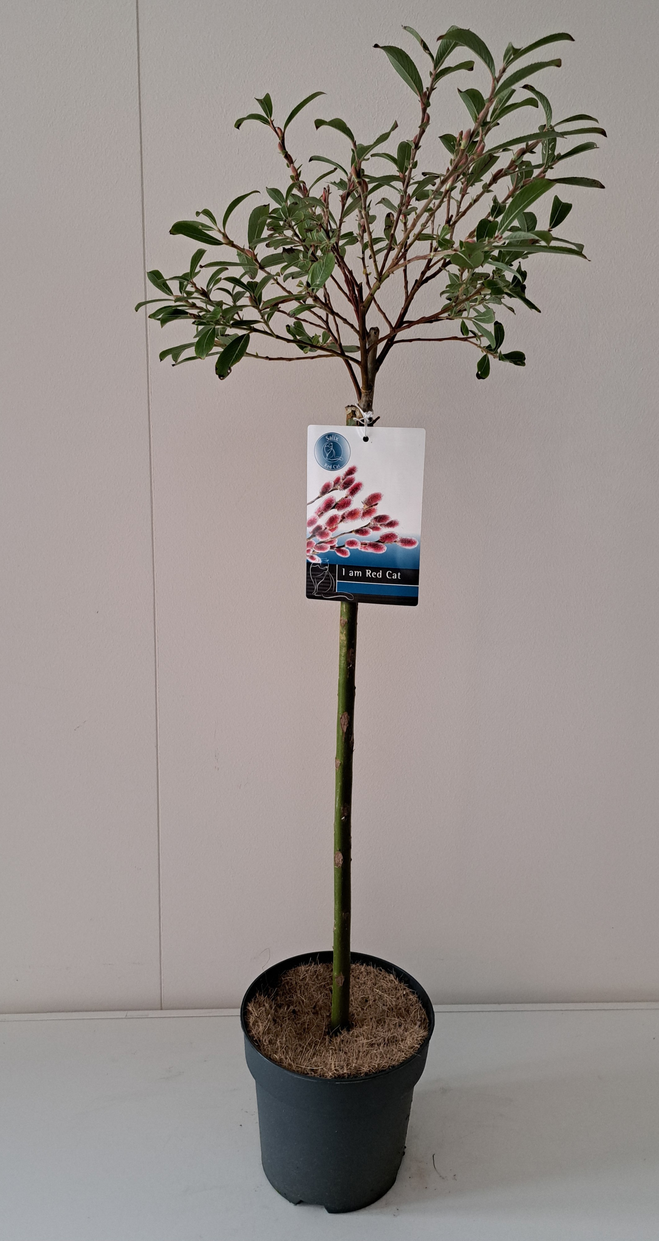 Picture of Salix Mount Aso stam 60