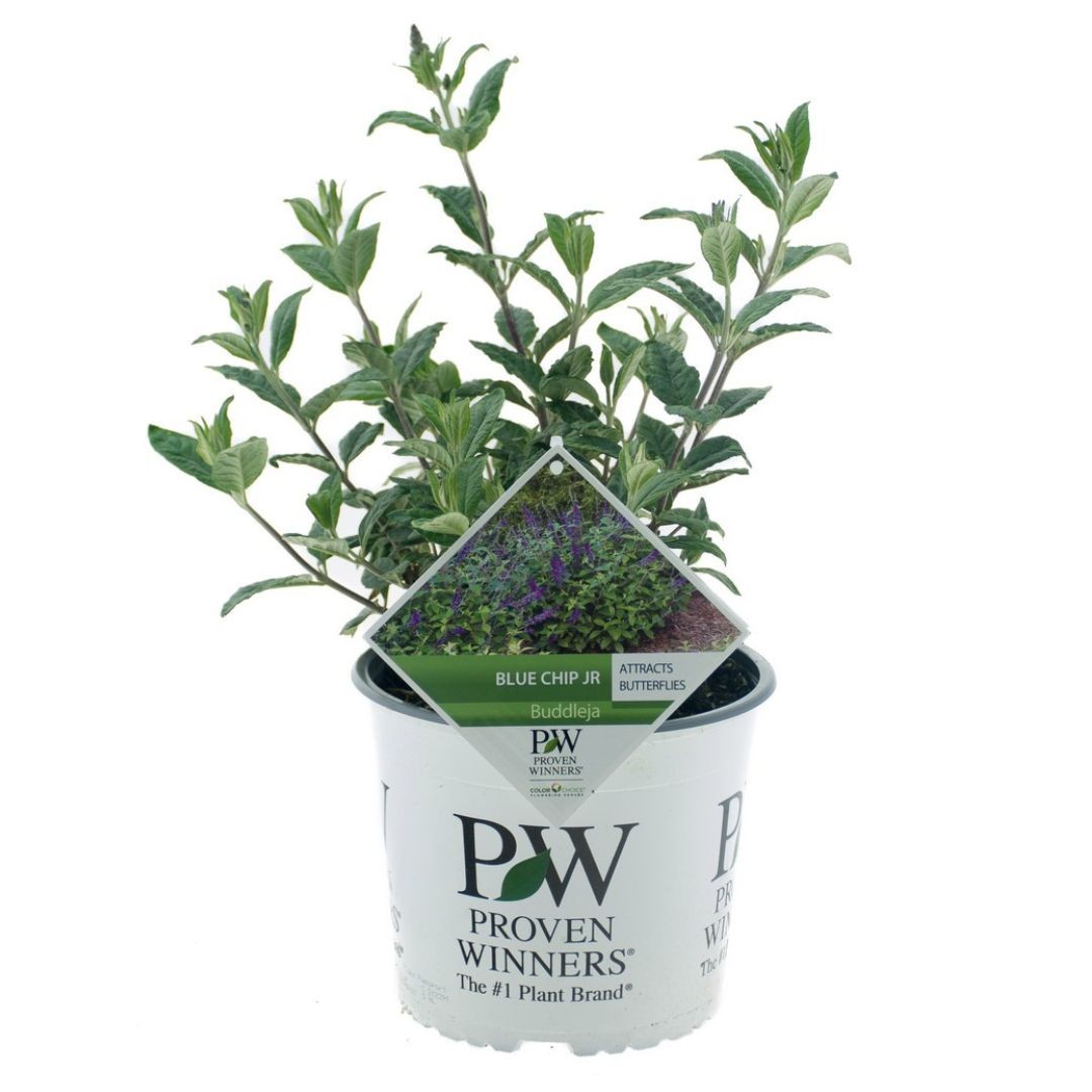 Buddleja Chip® Blue Chip Jr. ('NC2009-3') PW