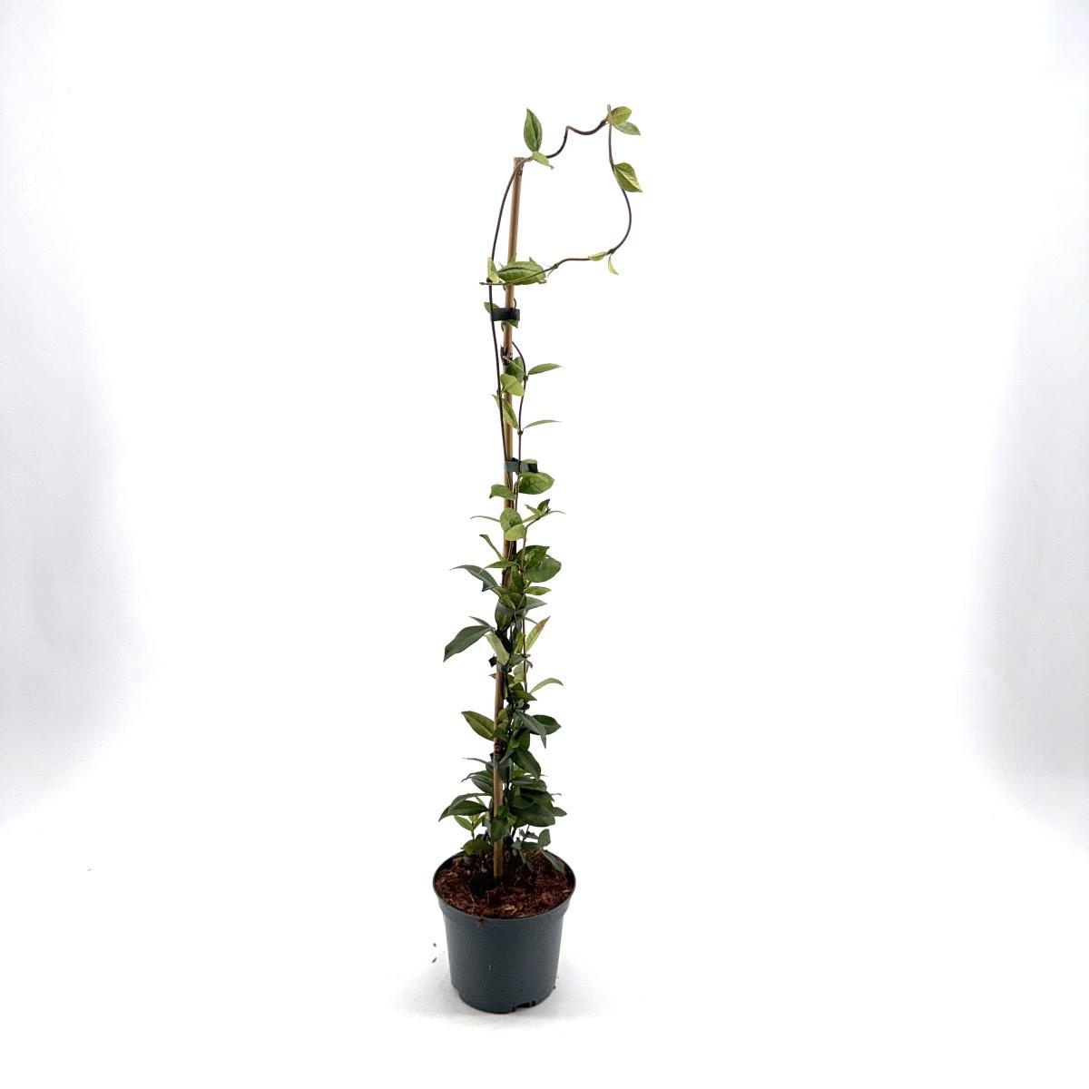 Trachelospermum J. Winter Ruby