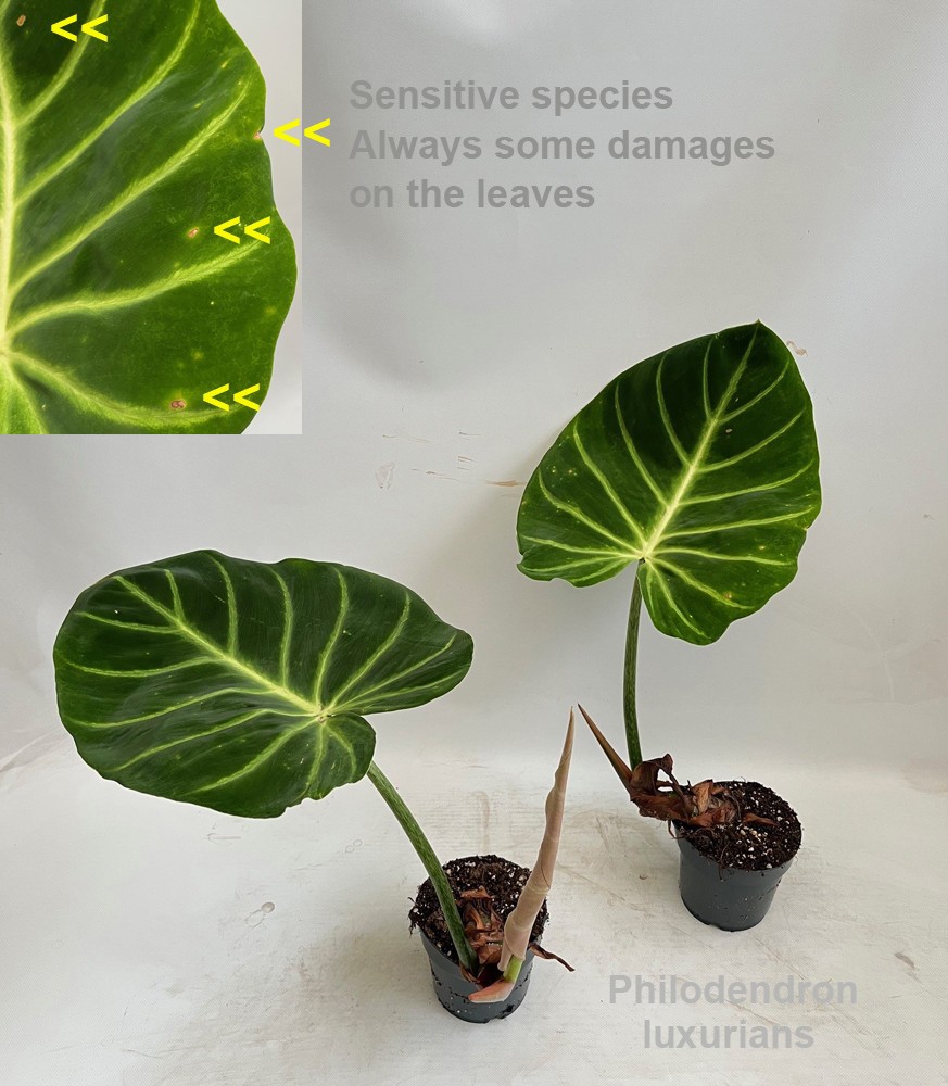 Philodendron Luxurians | Gardenline