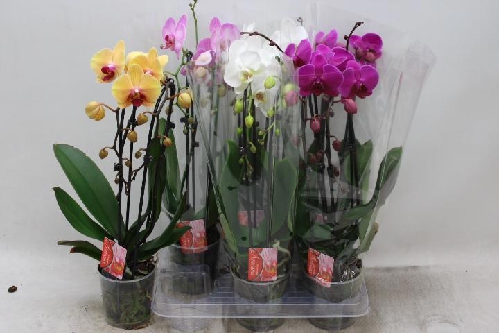 Phal El Cascade 12P 45H 2TAK 16bloem 23bloei