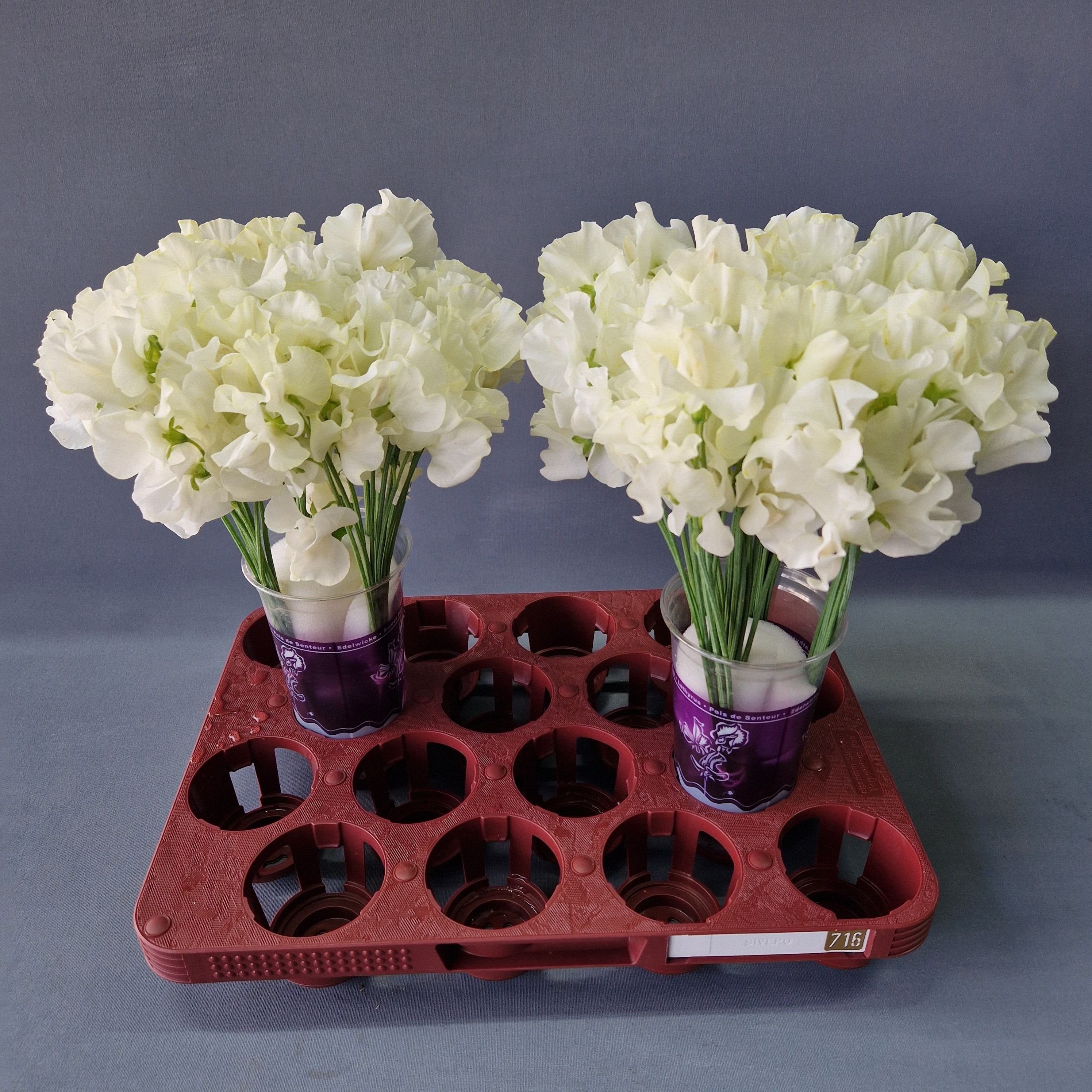 Lathyrus Cream Magic