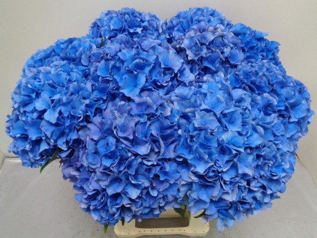 Hydrangea Royal Parade 60cm 20Ø