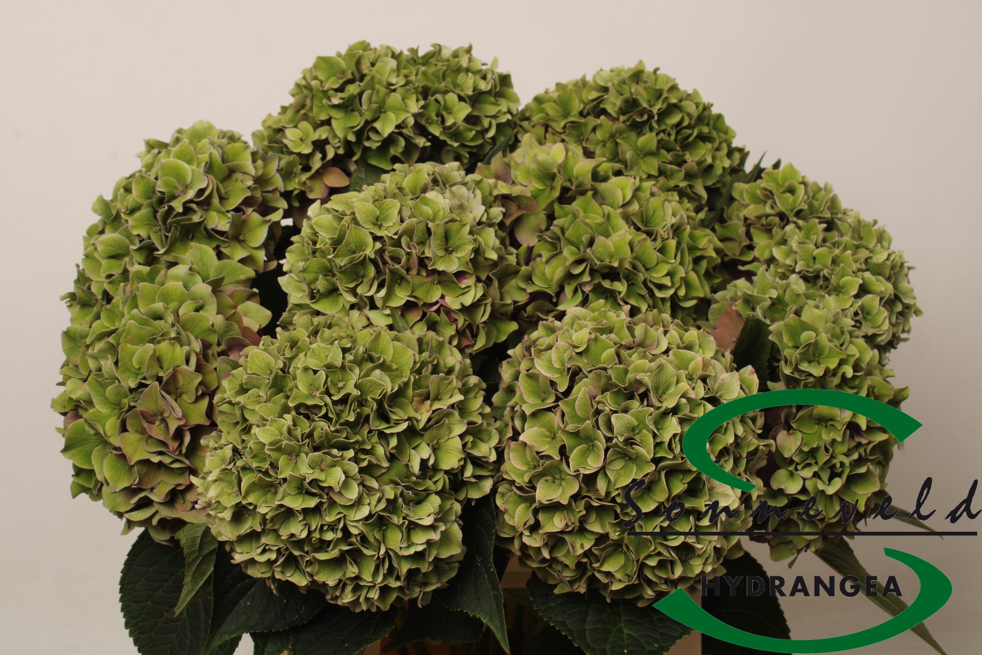 Hydrangea Rodeo Classic Pink 60cm 16Ø