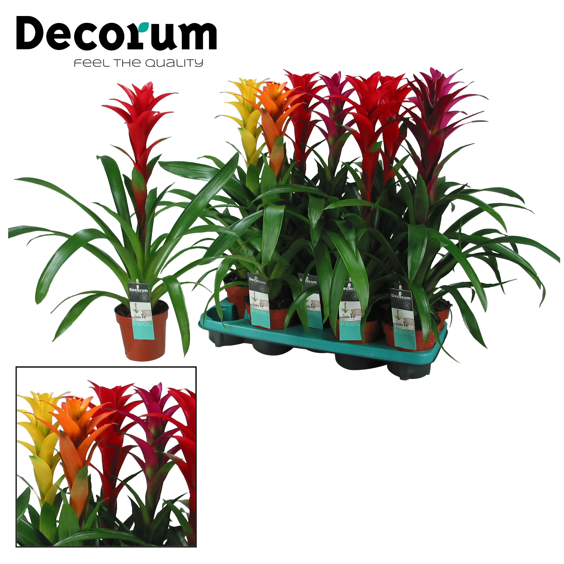 Guzmania mixed Maxima Decorum Guzmania Guzmania Flowering