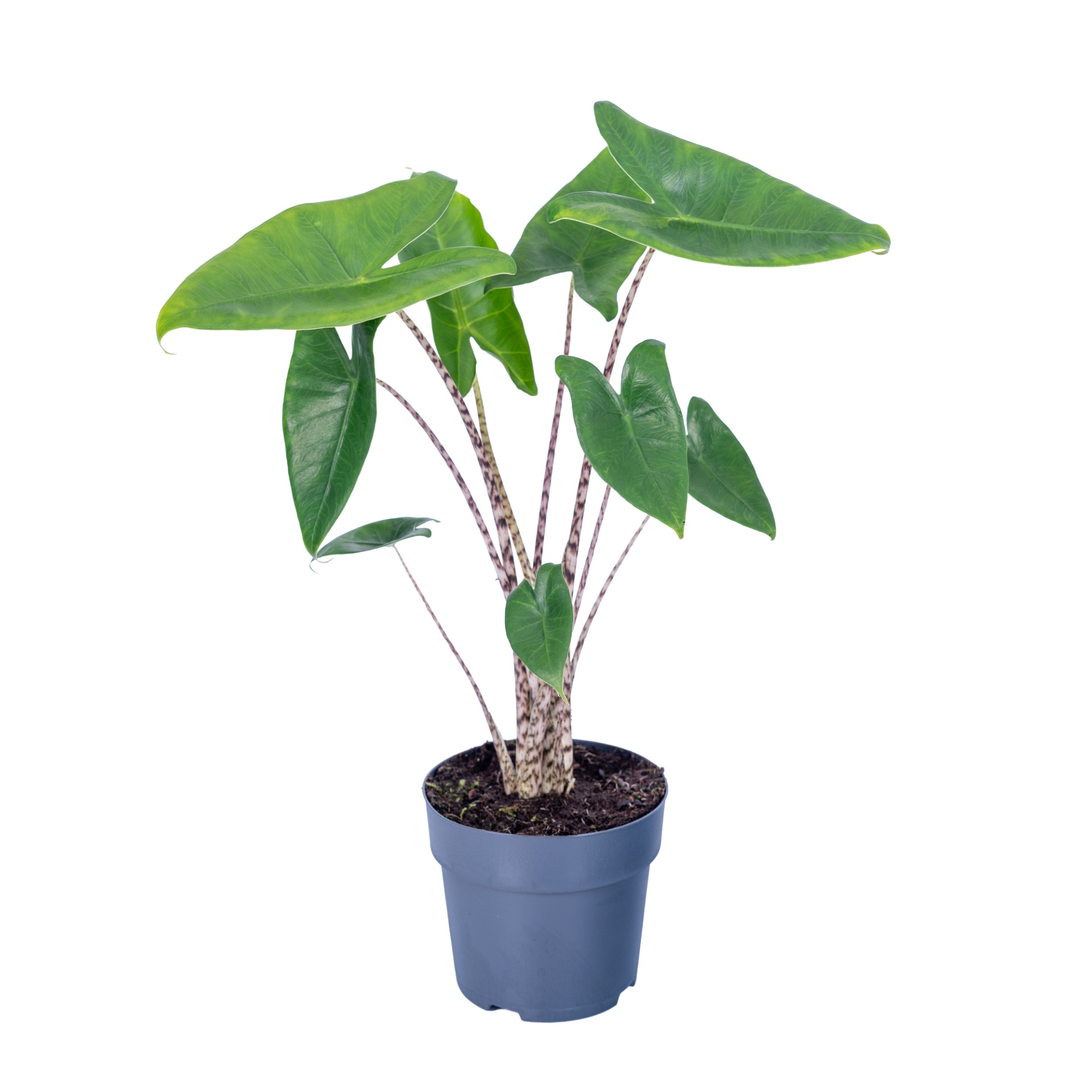 Alocasia zebrina | Hamiplant