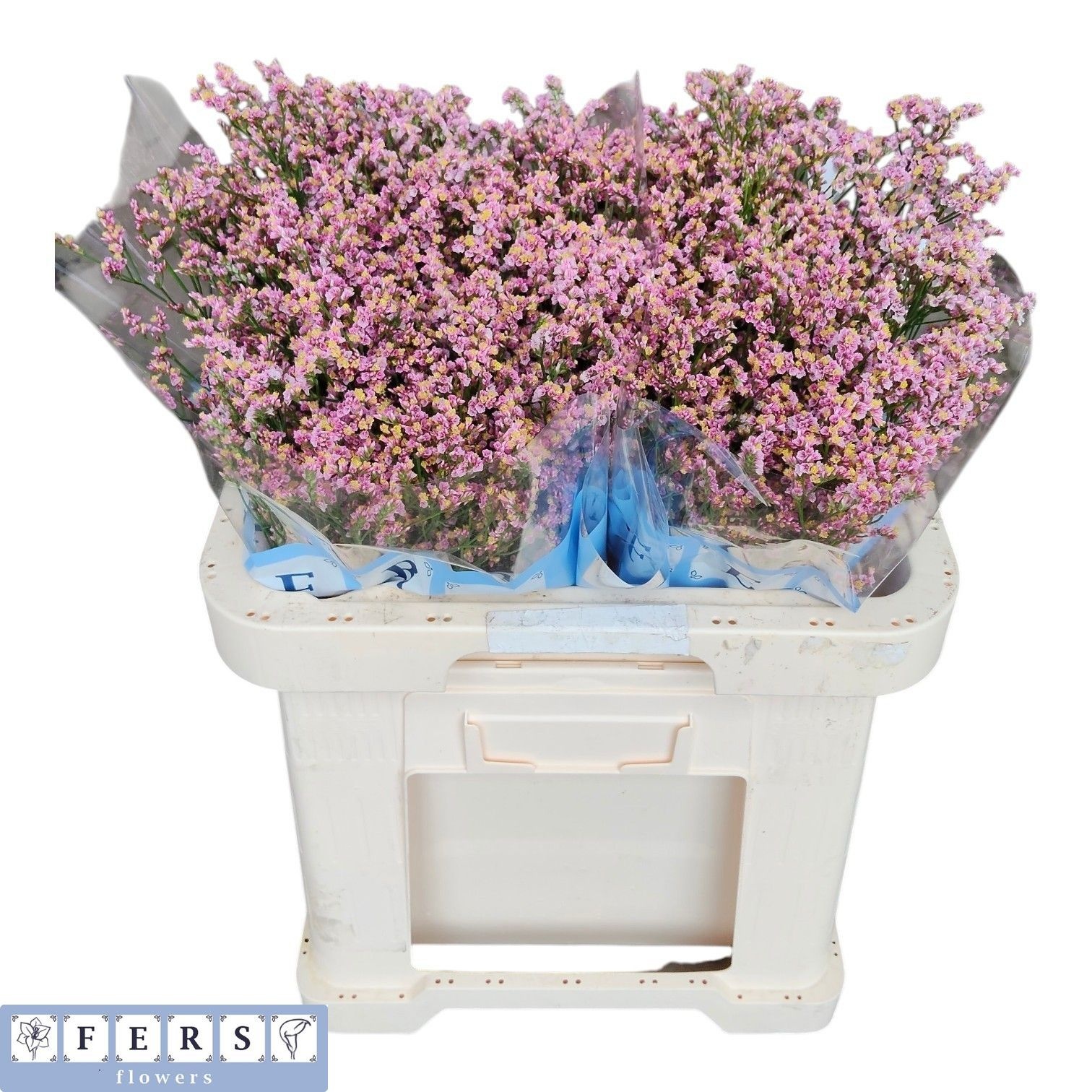 Limonium Sin Anoushka Diamond 60cm 32gram