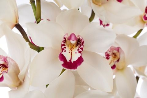 Cymb T Ivory