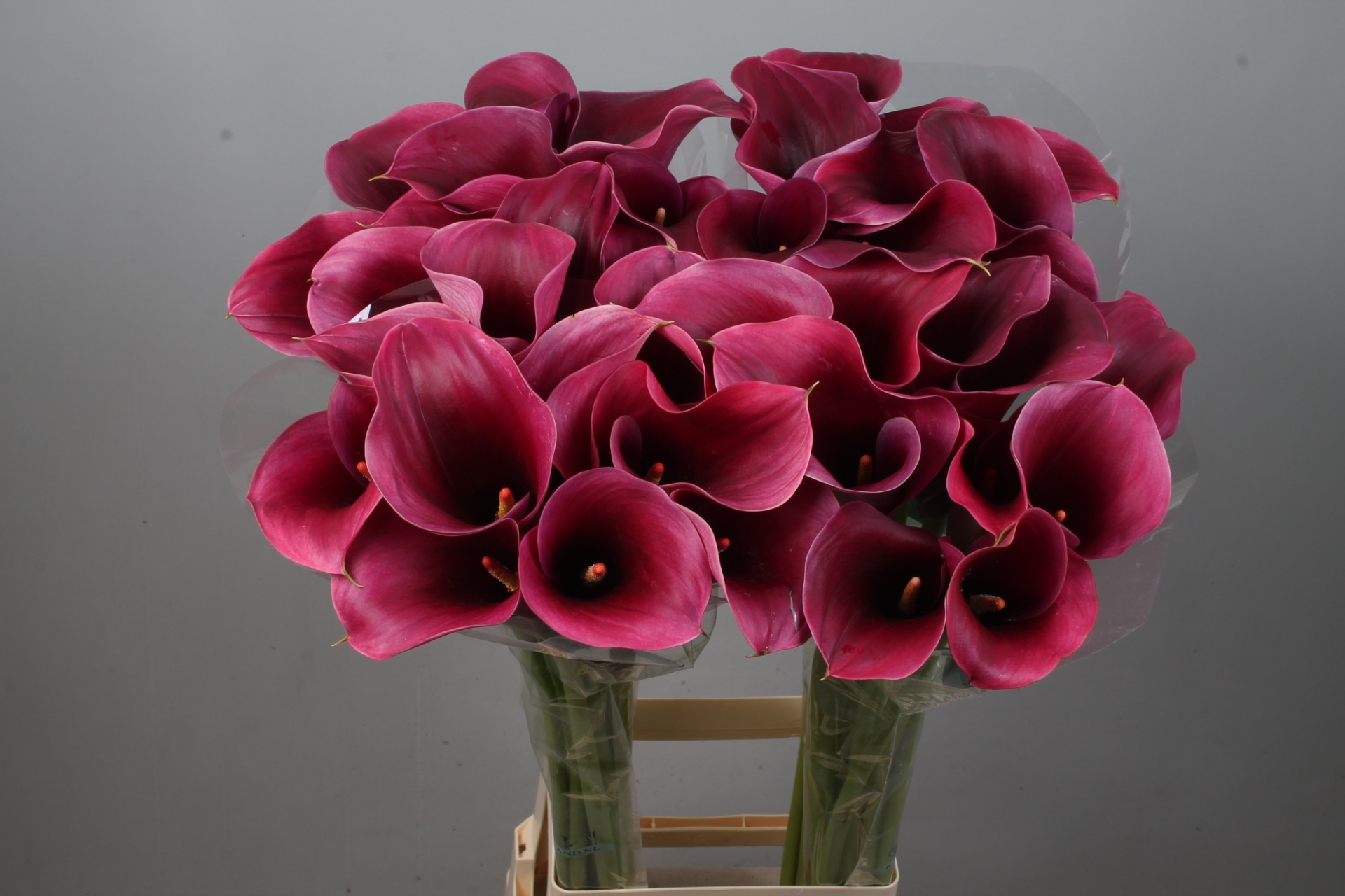 Calla Capt Promise 90cm