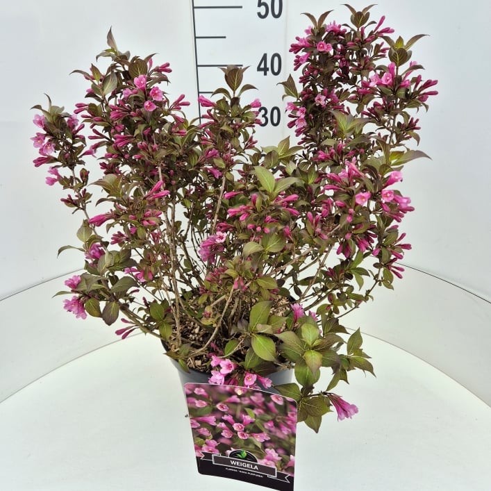 Picture of Weigela florida Nana Purpurea P29 (10 Ltr)