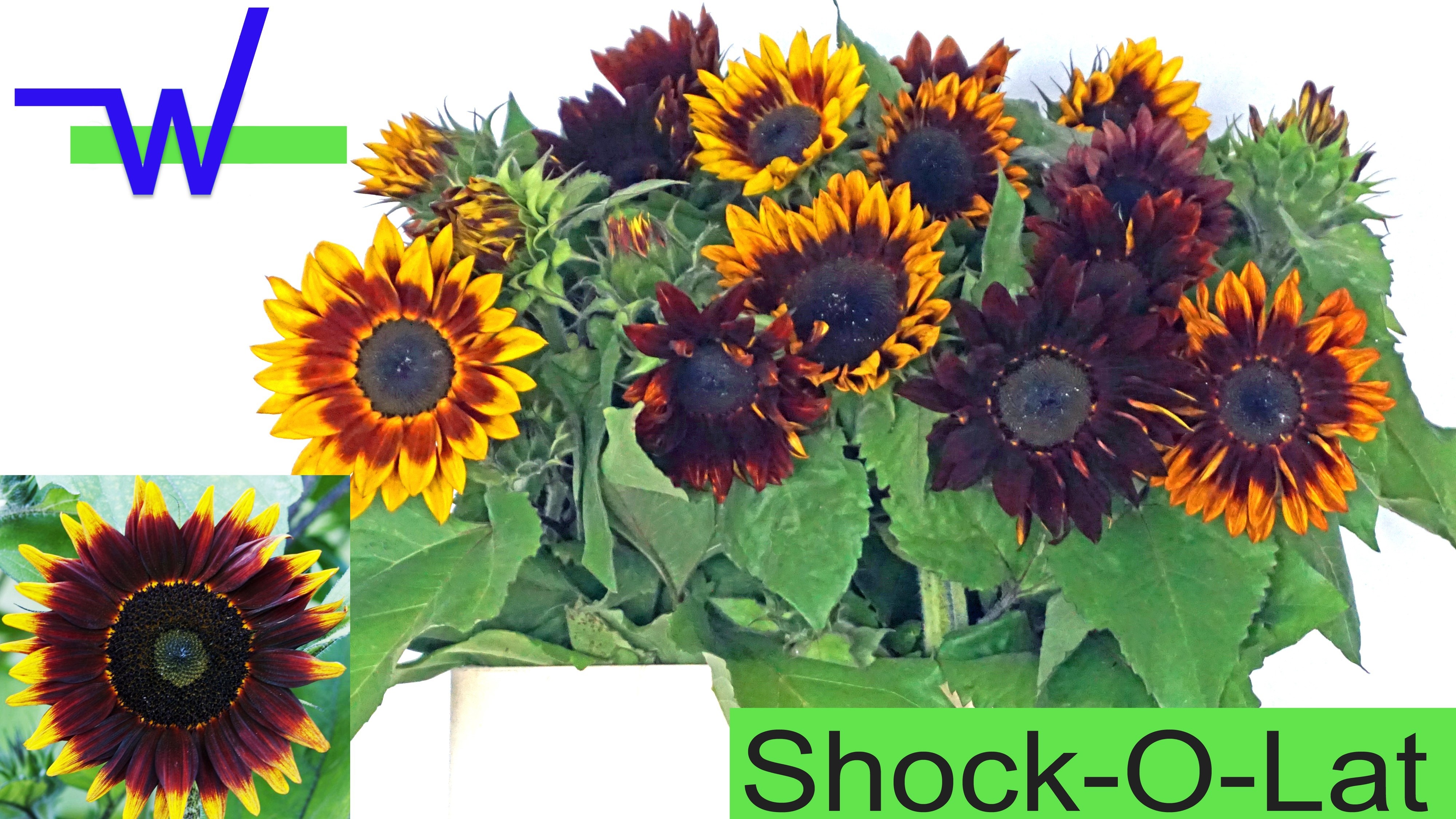 Helianthus 80cm