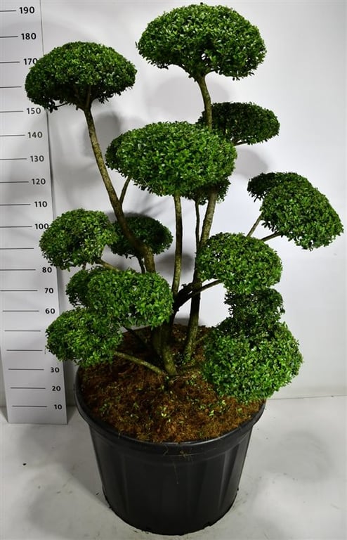 Picture of Ilex mutchagara