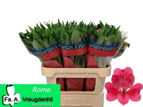 Alstr Rome