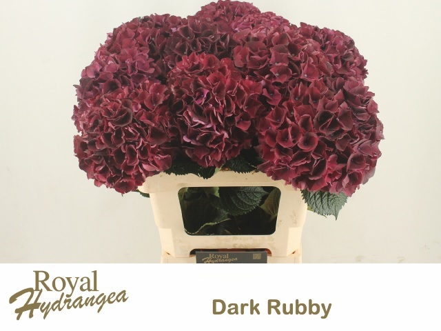 Hydr M Mag Dark Ruby