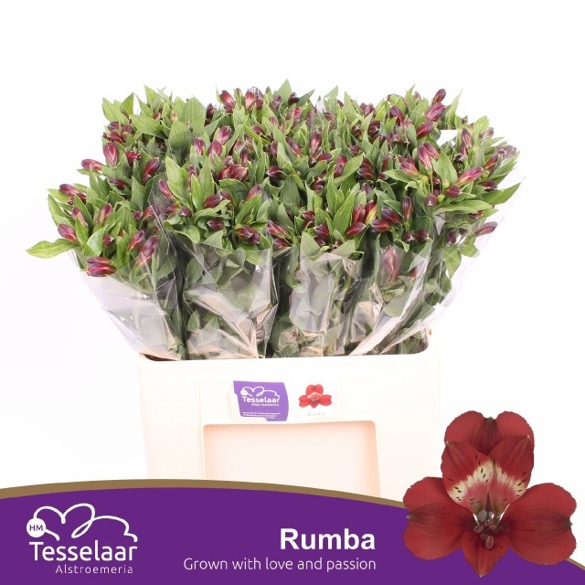 Alstr Rumba 60cm 30gram