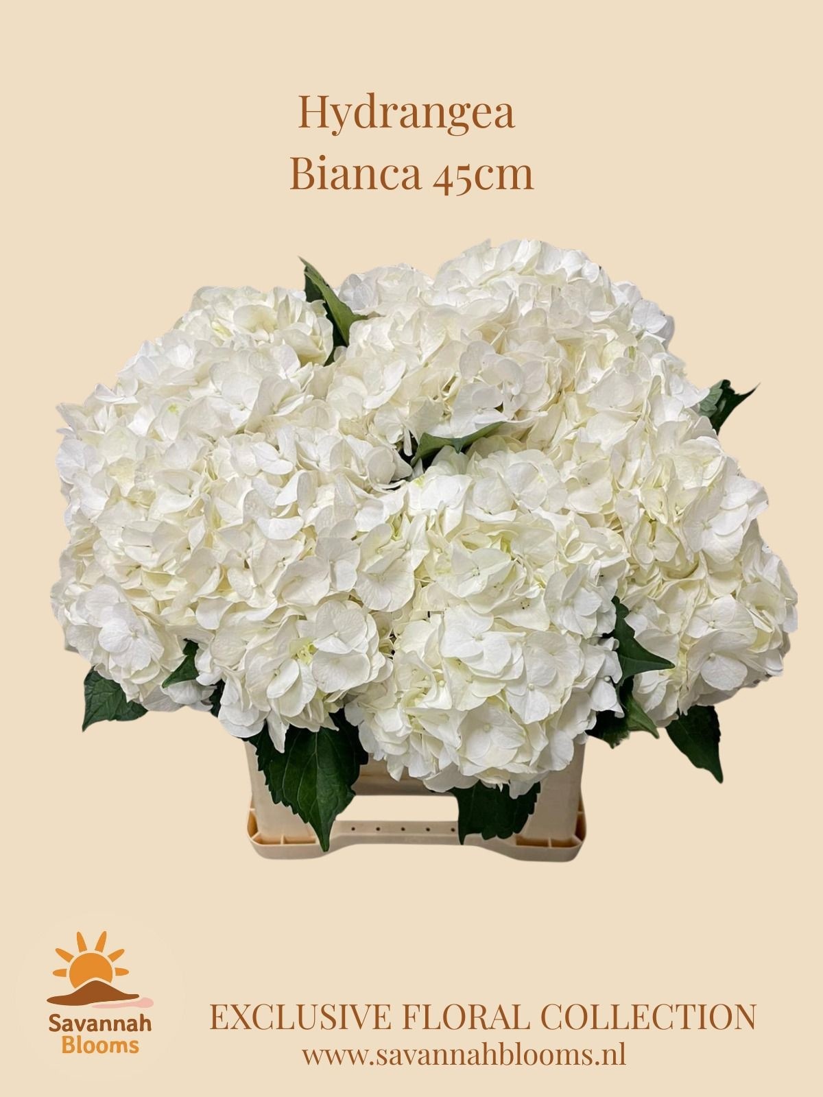Hydr M Bianca