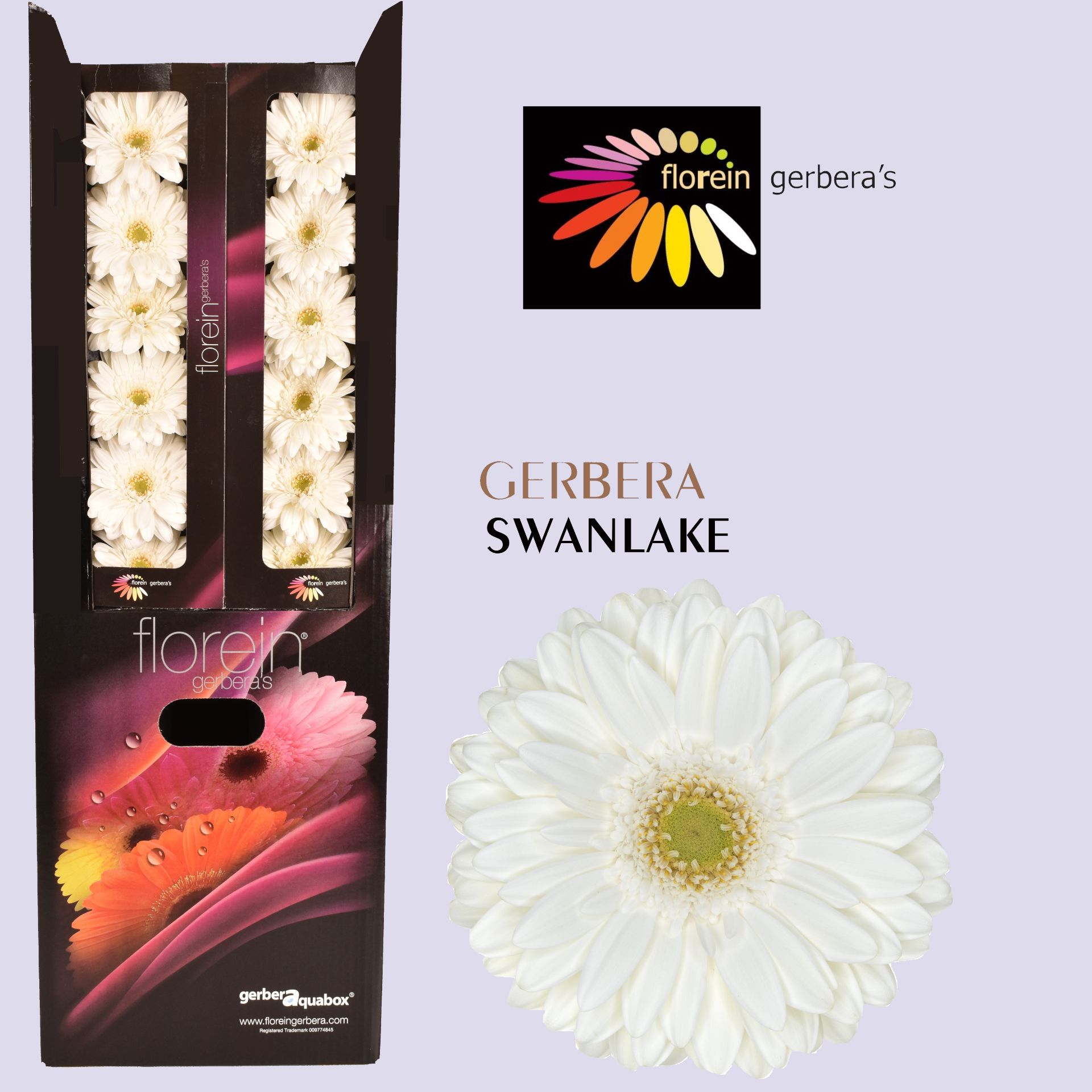 Ge Gr Swanlake