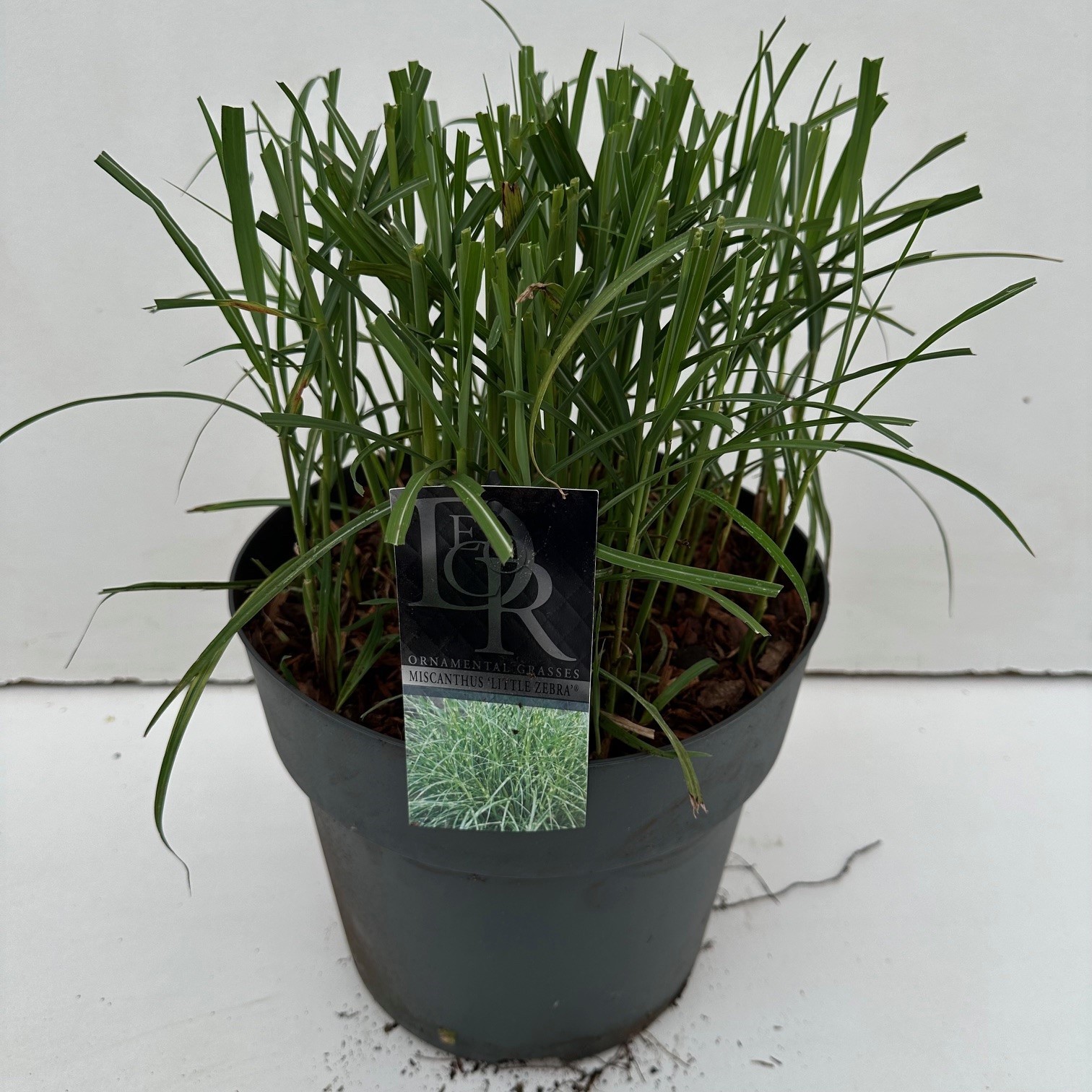 Picture of Miscanthus Little Zebra P29 (10 Ltr)