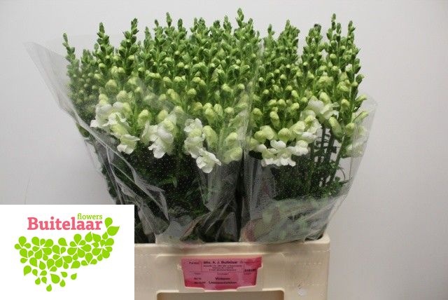 Antirrhinum Poto Ivory Wh 60cm