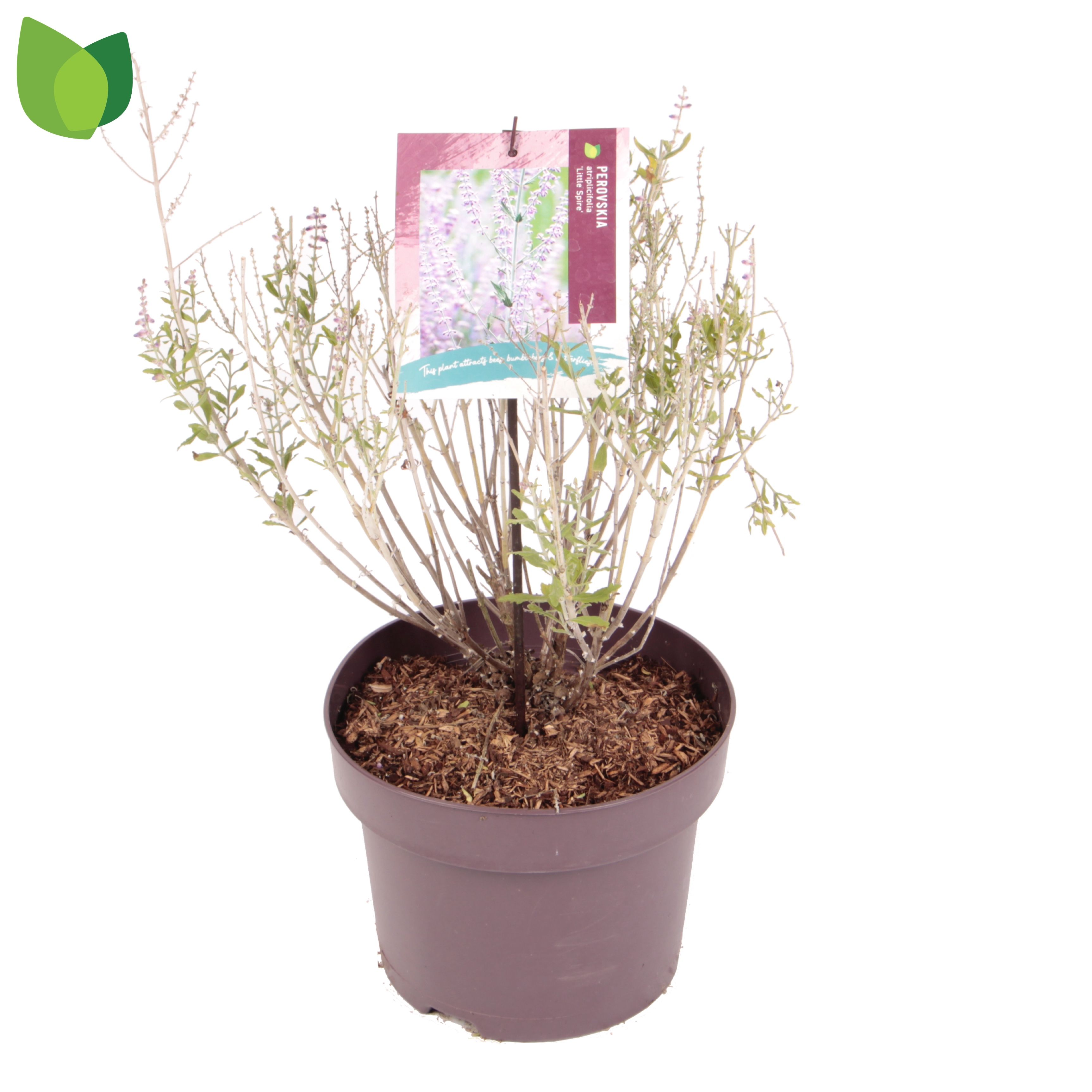 Perovskia atriplicifolia 'Little Spire'