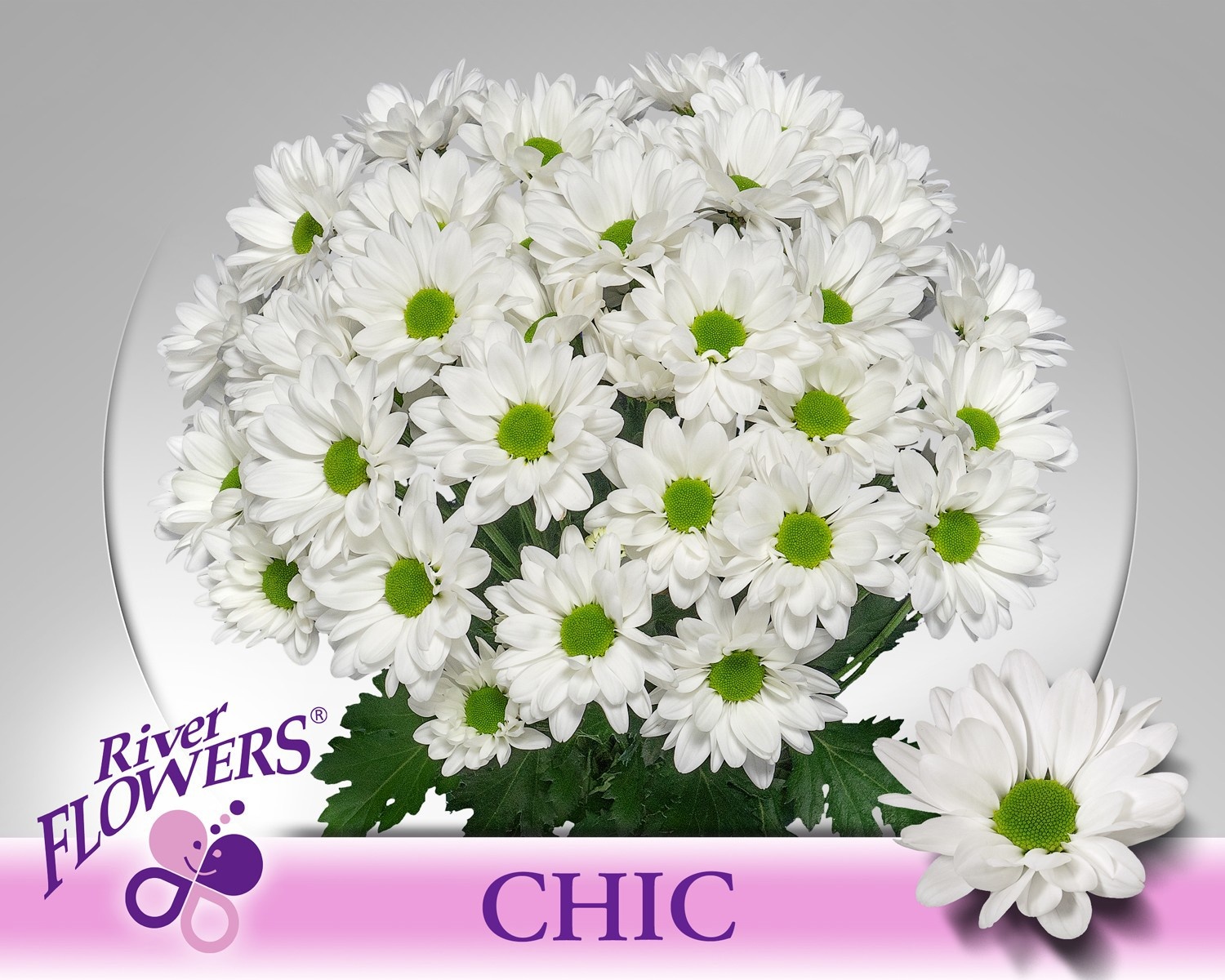 Chrys Spray Chic 100gram