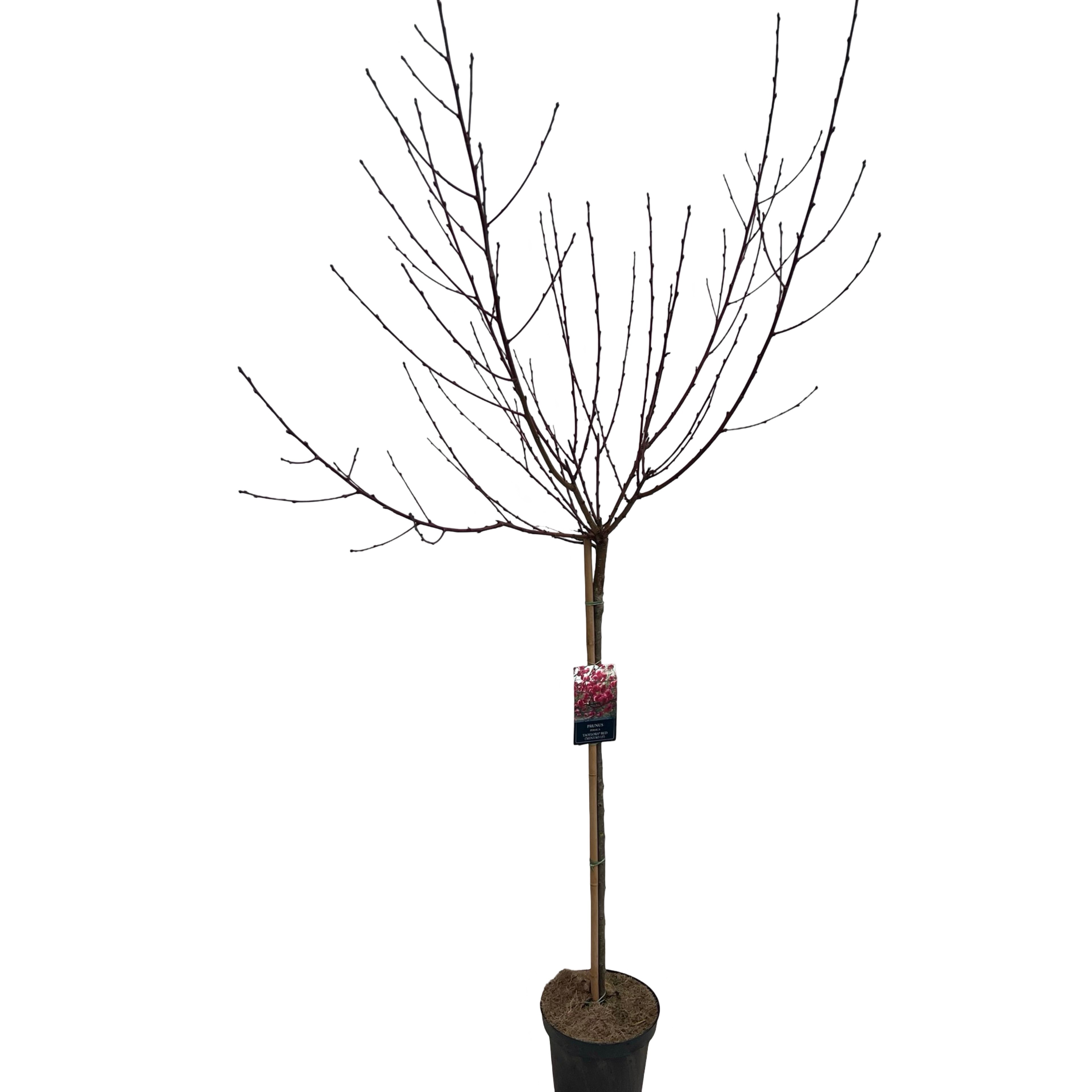 Picture of Prunus Taoflora Red P26 (7.5 Ltr) 90/STD (LOOSE)