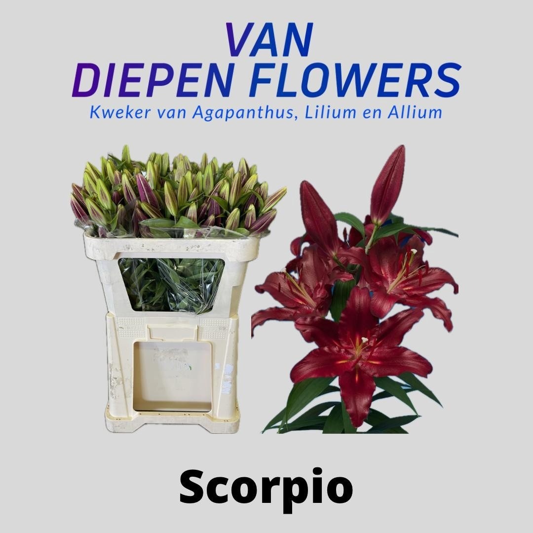 Li Or Scorpio