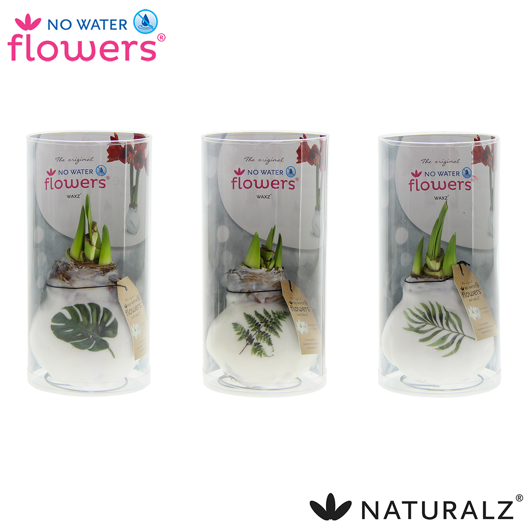 Picture of No Water Flowers® Naturalz® Botanical varieties in tube 15CM