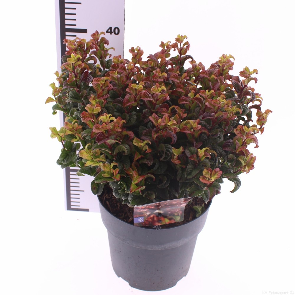 Picture of Leucothoe axillaris 'Curly Red'