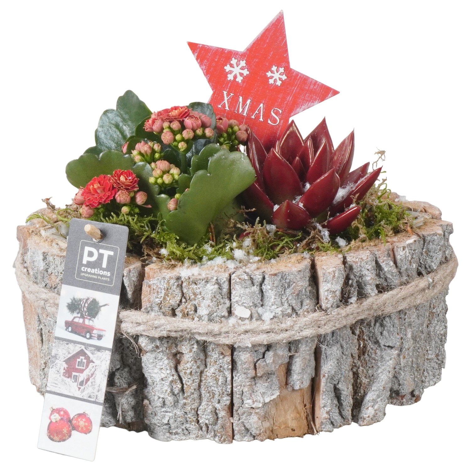 Picture of PTKB9317 Arrangement X-Mas in wooden boat P22 18cm