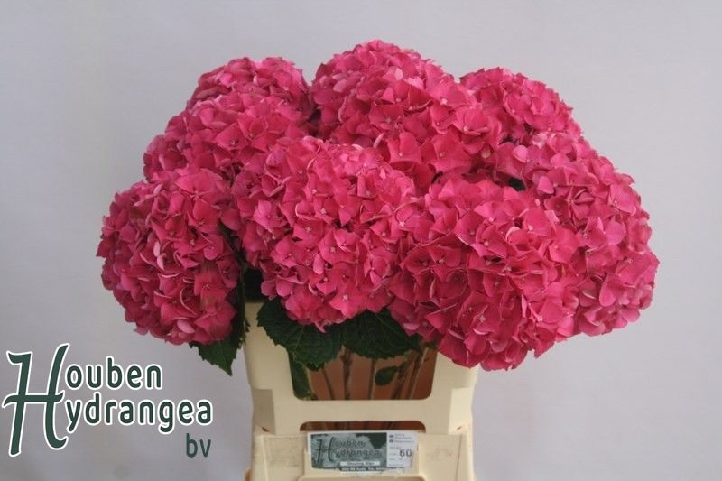 Hydrangea Glowing Alps Pink 60cm 18Ø