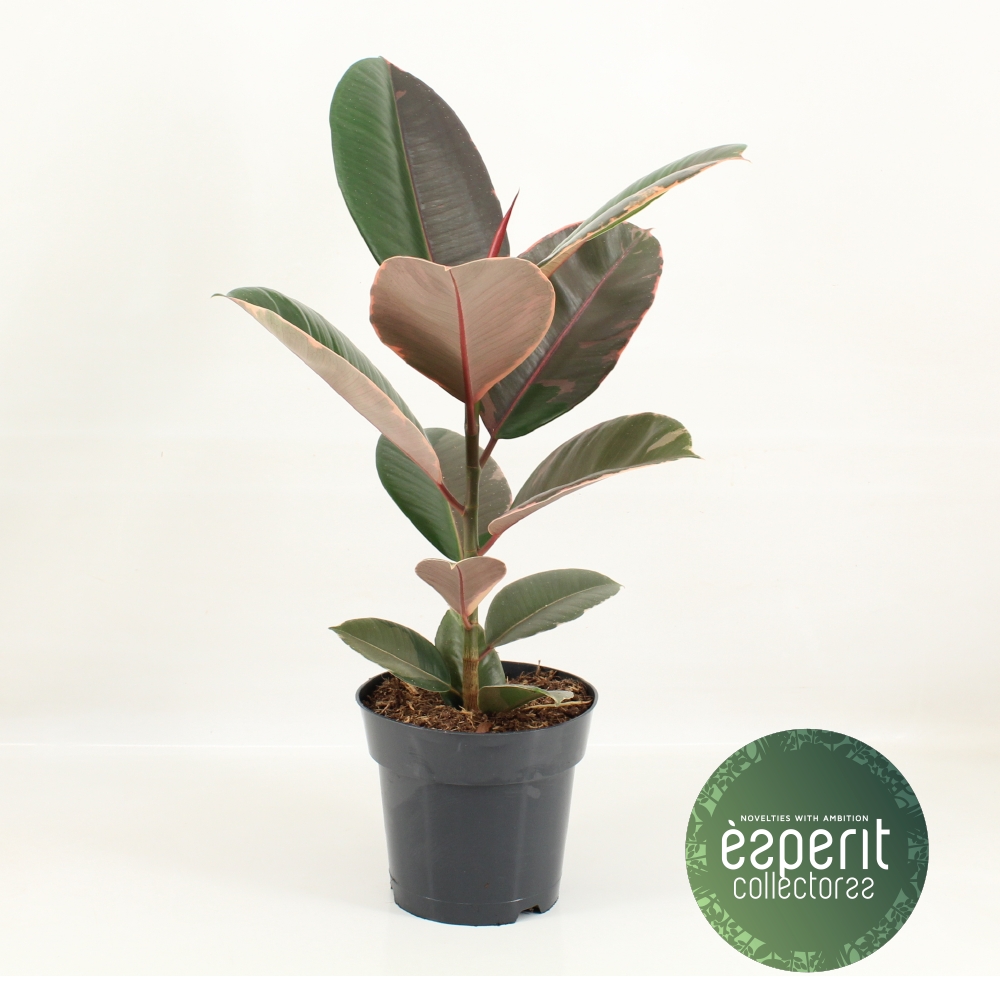 Picture of Ficus elastica Pink Camouflage P17 60CM